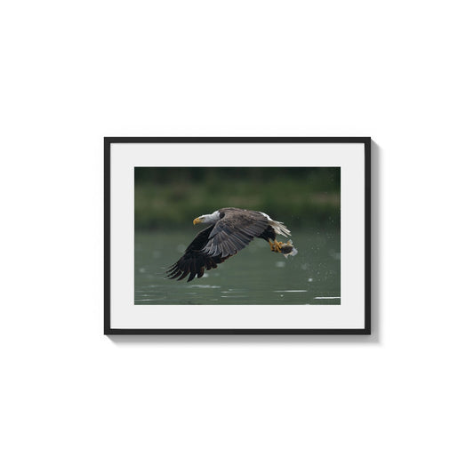 Soaring Fish Capture