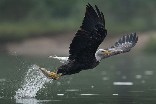 Splashing Pursuit Success