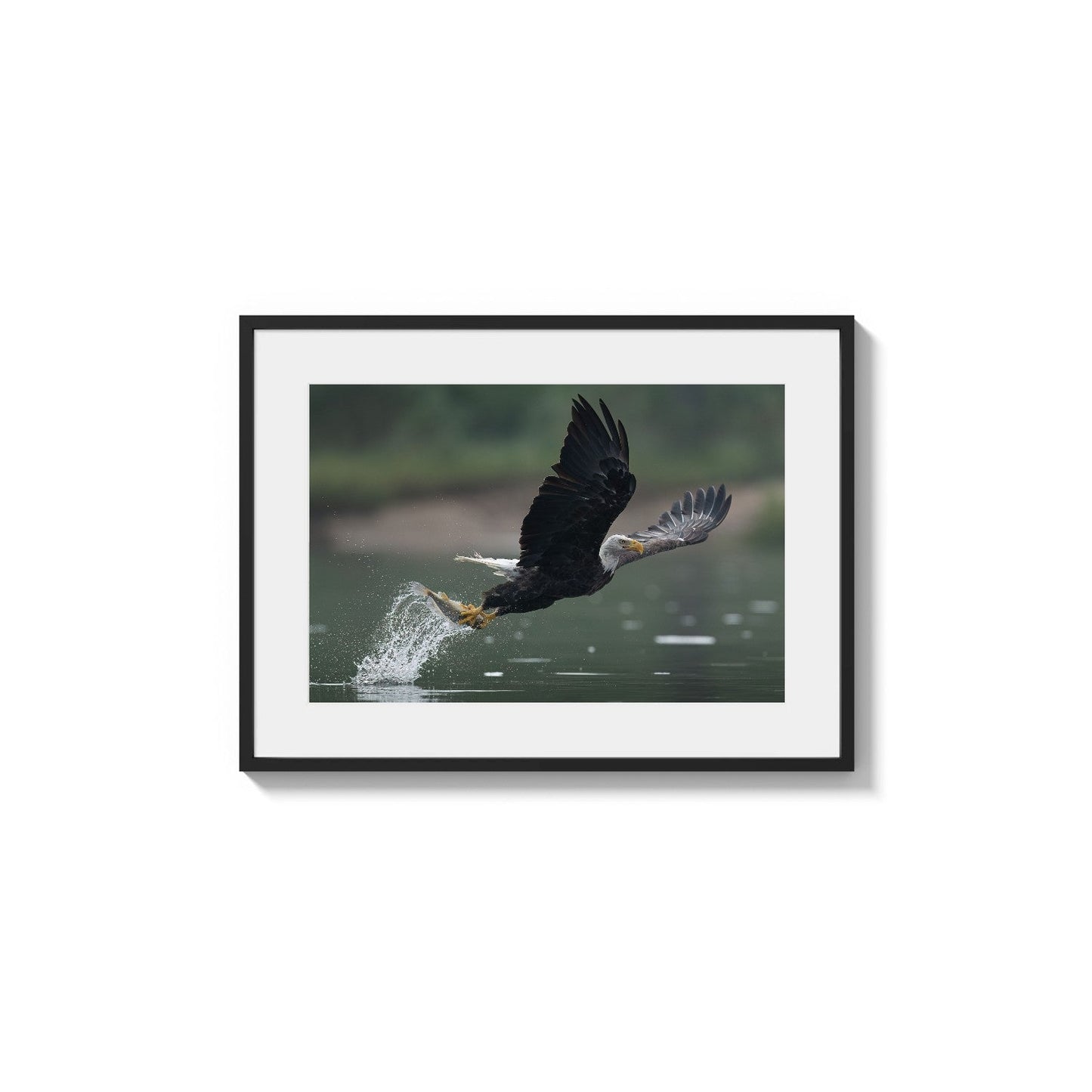 Splashing Pursuit Success