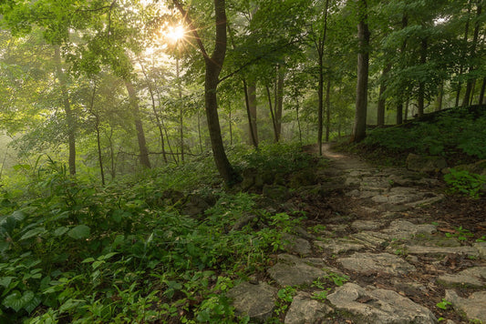 Stone Way Through Grove