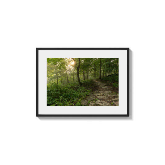 Stone Way Through Grove