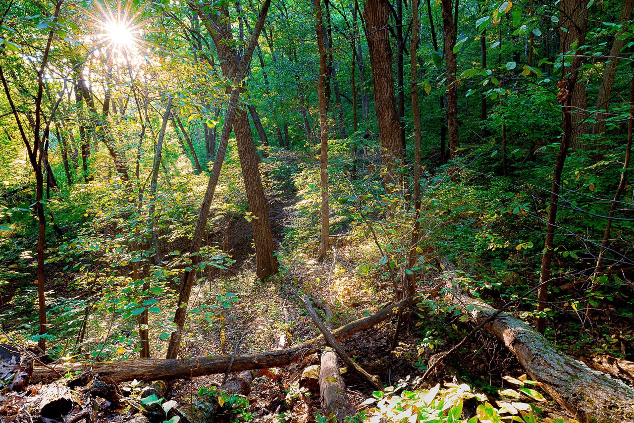 Sunburst Among Trunks
