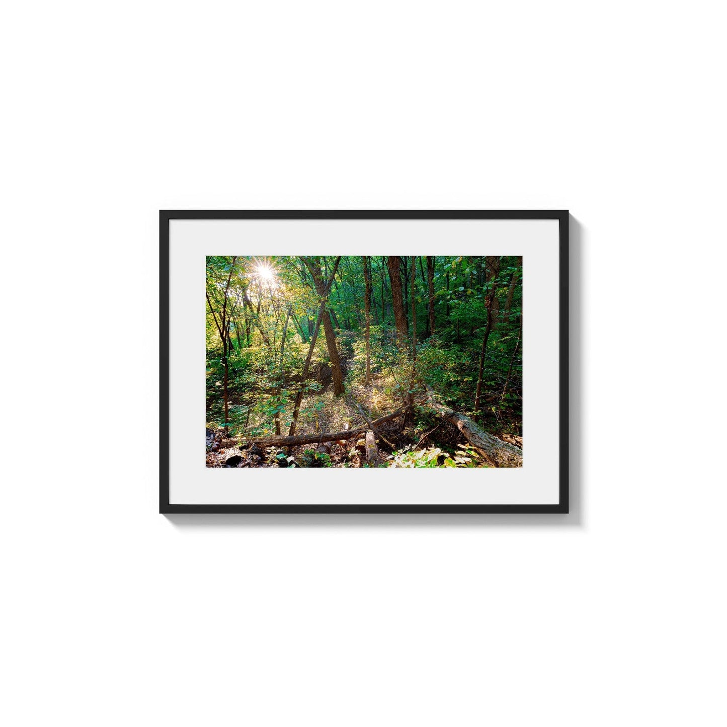 Sunburst Among Trunks