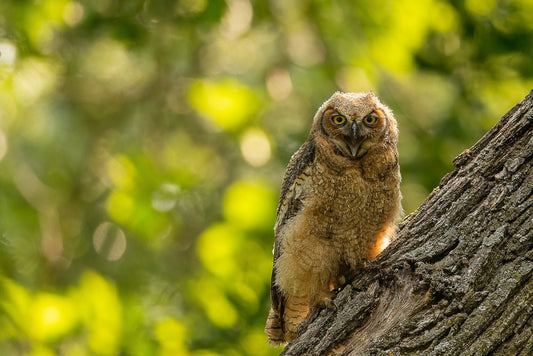 Sunlit Fledgling