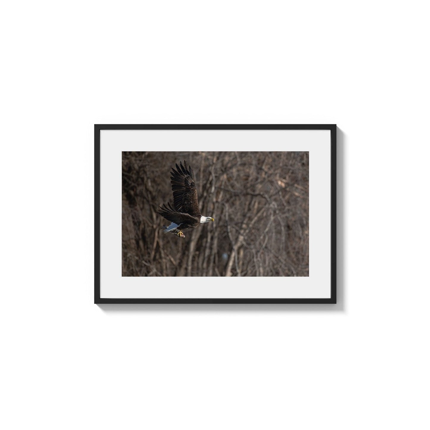 Triumphant Carrier of Fish