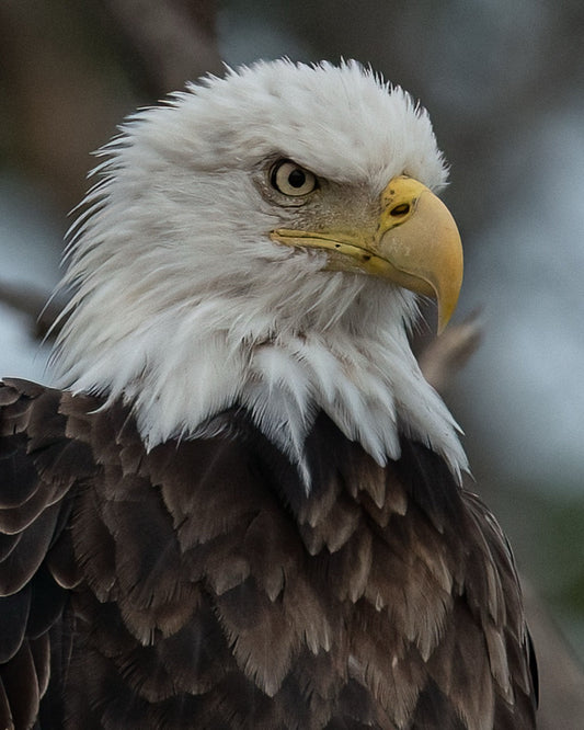 Vigilant Eagle