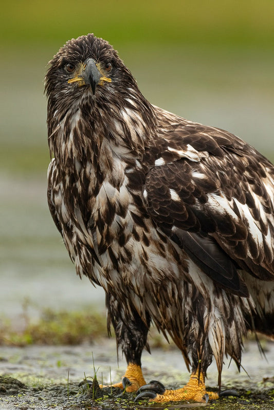 Wet Juvenile Eagle