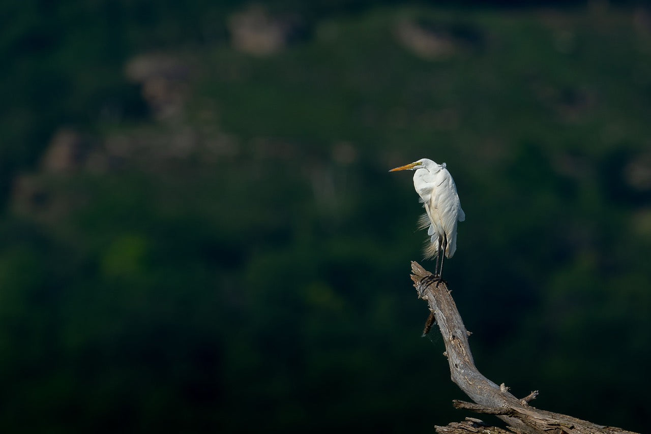 White Egret Perch