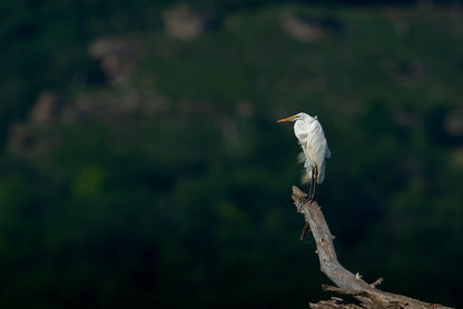 White Egret Perch