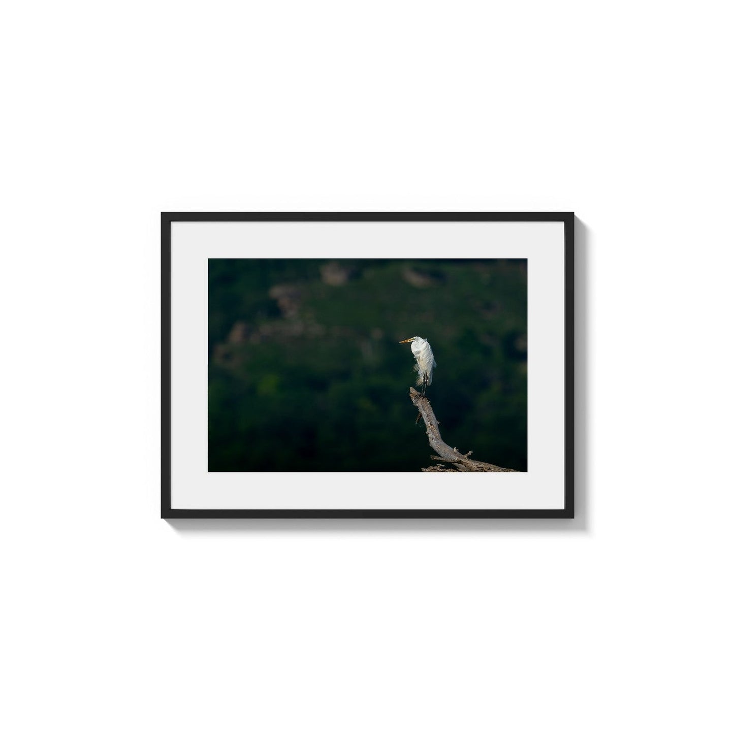 White Egret Perch