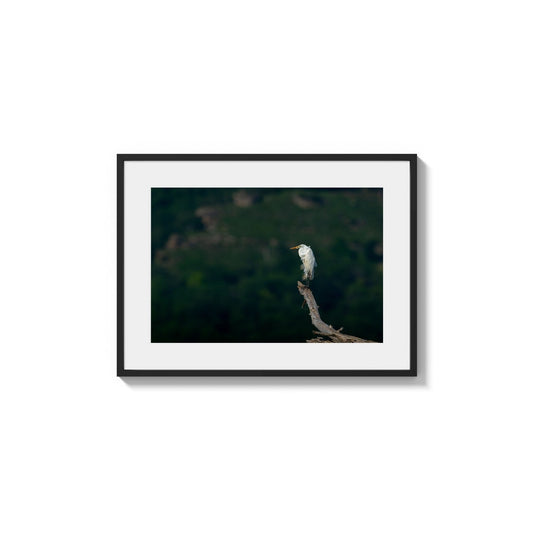 White Egret Perch