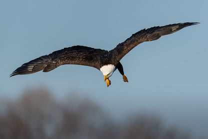 Wings Extended Banking