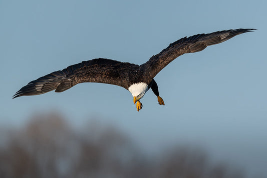 Wings Extended Banking