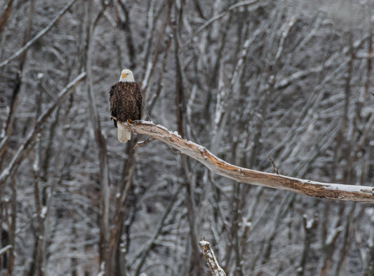 Winter Branch Eagle