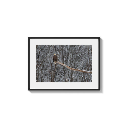 Winter Branch Eagle