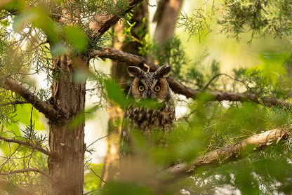 Woodland Hunter Eyes