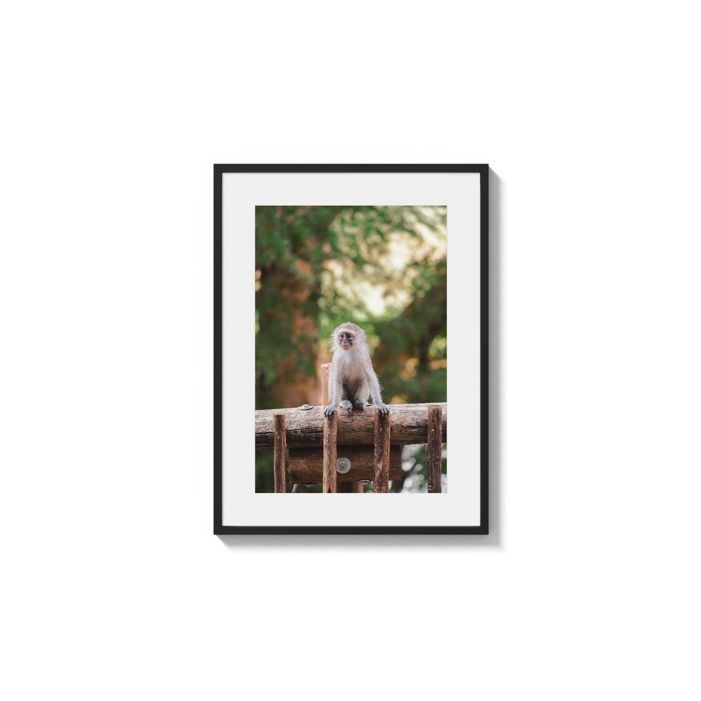 Alert Little Primate