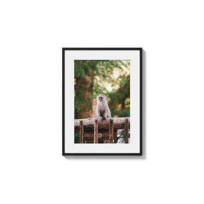 Alert Little Primate