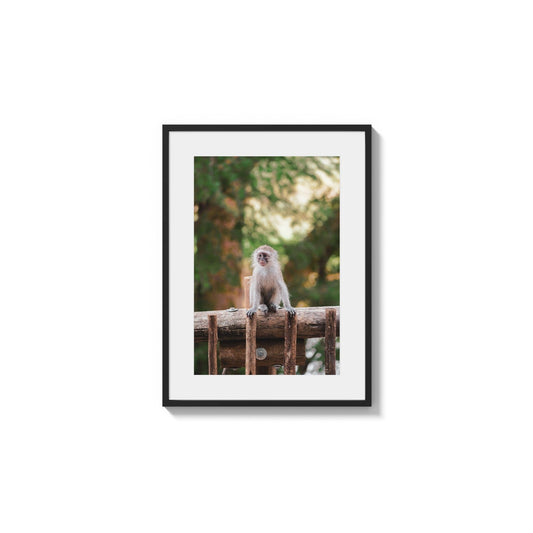 Alert Little Primate